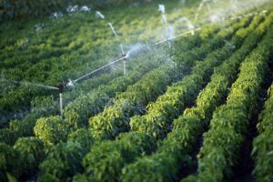 AgraME 2025: Driving Food Security in the Middle East